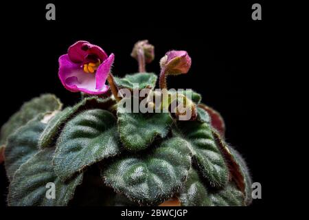 Purple african Violet (Saintpaulia) Pflanzenkübel auf schwarzem Hintergrund. Exotisch-trendige Hauspflanzen-Details vor schwarzer Kulisse. Stockfoto