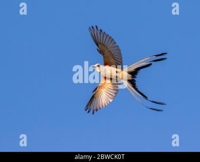 Scherenschwanzschnäpper (Tyrannus forficatus) öffnet den Schwanz und dreht sich in der Luft, Galveston, Texas, USA. Stockfoto