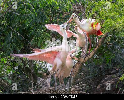 Roseatlöffler (Platalea ajaja) am Nest fütternden Küken, High Island, Texas, USA. Stockfoto