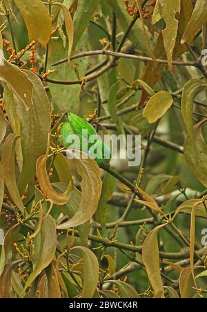 Blaugekrönte Chlorophonia (Chlorophonia occipitalis) Erwachsene weibliche Fütterung 0n Obst Panacam Lodge, Honduras Februar 2016 Stockfoto