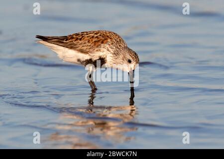 Dunlin (Calidris alpina) in der Zucht Gefieder Fütterung in seichtem Wasser am Meeresstrand, Galveston, Texas, USA. Stockfoto