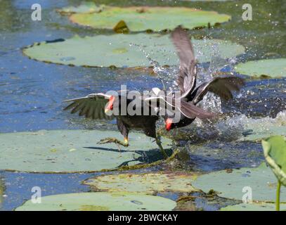 Gallinule (Gallinula galeata) Männchen kämpfen um Territorium im Sumpfgebiet, Brazos Bend State Park, Needville, Texas, USA. Stockfoto