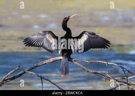 Anhinga (Anhinga anhinga) trocknet männliche Federn in einem Sumpf, Brazos Bend State Park, Needville, Texas, USA. Stockfoto