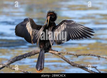 Anhinga (Anhinga anhinga) Männchen trocknet Federn und reibt sich in einem Sumpf, Brazos Bend State Park, Needville, Texas, USA. Stockfoto