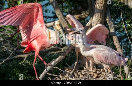 Roseatlöffler (Platalea ajaja) am Nest mit Küken, High Island, Texas, USA. Stockfoto