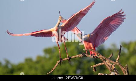 Rotkäsespöffler (Platalea ajaja) kämpfen, High Island, Texas, USA. Stockfoto