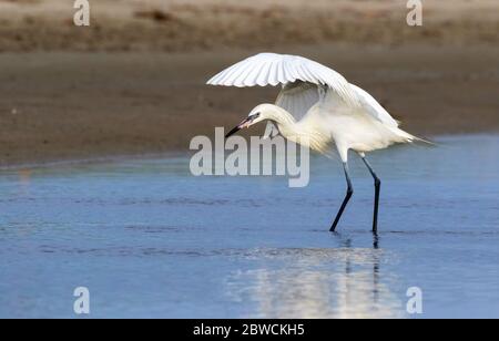 Rötliche Reiher (Egretta rufescens), weiße Morphäe, Jagd an der Küste des Ozeans, Galveston, Texas, USA. Stockfoto