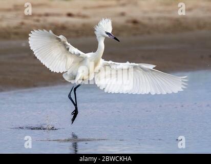 Rötliche Reiher (Egretta rufescens) weiße Morph in brütender Gefieder, die vor der Küste des Ozeans, Galveston, Texas, USA. Stockfoto