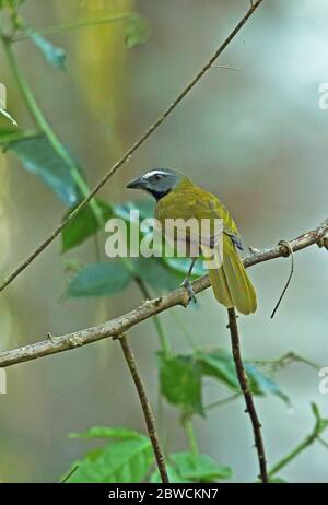 Buff-throated Saltator (Saltator maximus magnoides) Erwachsener auf Zweig Lancetea Botanical Gardens, Honduras Februar 2016 Stockfoto