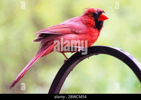 Ein Kardinal-Männchen steht auf einem Hirtenhaken und blickt über seine Schulter zurück auf die Kamera. Hintergrund verschwommen. Stockfoto