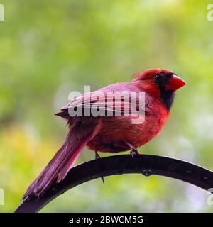 Ein Kardinal-Männchen steht auf einem Hirtenhaken und blickt über seine Schulter zurück auf die Kamera. Hintergrund verschwommen. Stockfoto