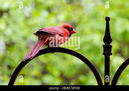 Ein Kardinal-Männchen steht auf einem Hirtenhaken und blickt über seine Schulter zurück auf die Kamera. Hintergrund verschwommen. Stockfoto