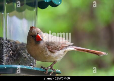 Ein weiblicher Nordkardinal steht seitlich ein Vogelfutterhäuschen. Nahaufnahme. Hintergrund verschwommen. Stockfoto