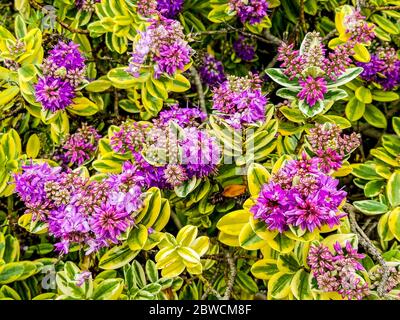 Dies ist Teil der familie hebe, die in Neuseeland beheimatet ist. Er wächst in gemäßigten Küstengebieten. Dieser wuchs in Cannon Beach, Oregon, USA Stockfoto