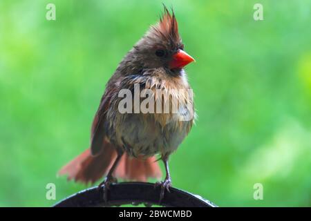 Eine weibliche Nordkardinale steht im Frühlingsregen auf einem Schäferhaken. Stockfoto