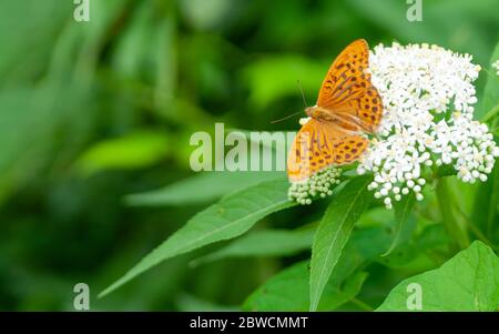 Orangenbrauner Friesling (Argynnis paphia) auf einer weißen Blume sitzend. Selektiver Fokus mit grünem verschwommenem Hintergrund Stockfoto