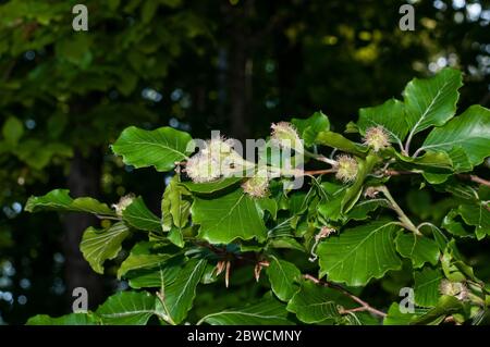 Ein Zweig einer Buche im Frühling mit behaarten weiblichen Kuppeln Stockfoto