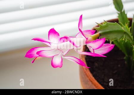 Nahaufnahme der Schlumbergera rosa Blume auf grünem Blatt in braunem Tontopf, selektiver Fokus Stockfoto