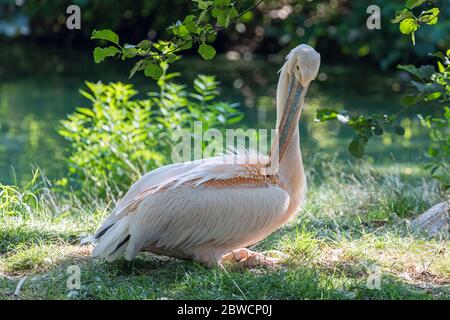 Great White Pelican (Pelecanus onocrotalus) Stockfoto