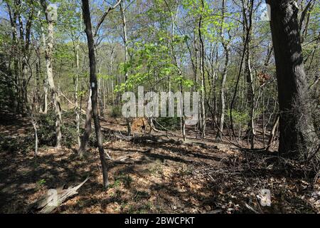 Forsythe Meadow Park Stony Brook Long Island New York Stockfoto