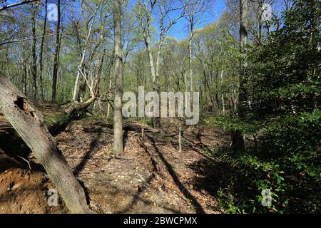 Forsythe Meadow Park Stony Brook Long Island New York Stockfoto