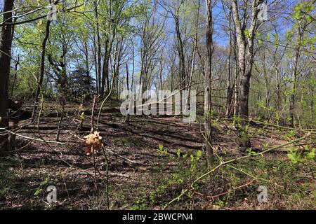 Forsythe Meadow Park Stony Brook Long Island New York Stockfoto