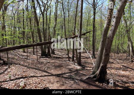 Forsythe Meadow Park Stony Brook Long Island New York Stockfoto