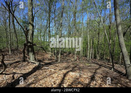 Forsythe Meadow Park Stony Brook Long Island New York Stockfoto