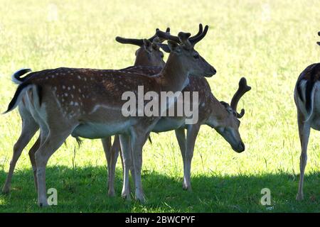 Herde Damhirsche aus nächster Nähe Stockfoto