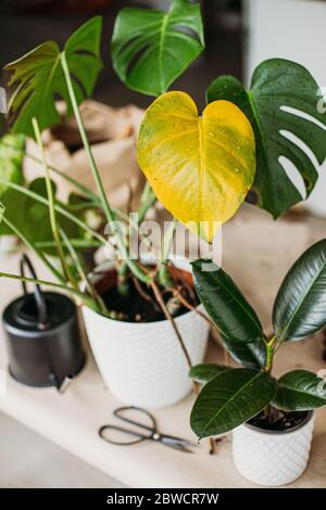 Kranke Monstera Pflanze mit gelben Blttern. Wasser oder falsche  Temperatur, Gartenarbeit. Monstera-Blattkrankheiten Stockfotografie - Alamy
