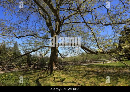 Großer Baum Long Island New York Stockfoto