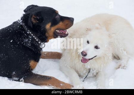 Rottweiler Welpe und Mehrzüchter liegen auf weißem Schnee im Winterpark. Haustiere. Reinrassigen Hund. Stockfoto