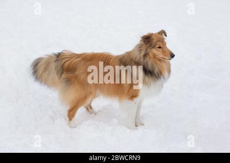 Niedliche Scotch Collie steht auf einem weißen Schnee im Winterpark. Haustiere. Reinrassigen Hund. Stockfoto