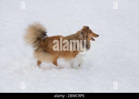 Cute Scotch Collie läuft auf einem weißen Schnee im Winterpark. Haustiere. Reinrassigen Hund. Stockfoto