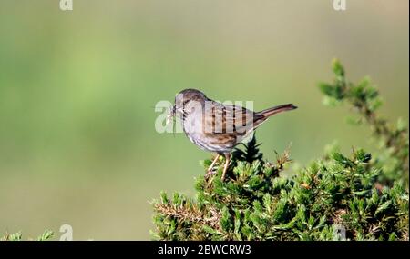 Dunnock fängt Futter für seine Küken auf einem Ginsterbusch Stockfoto