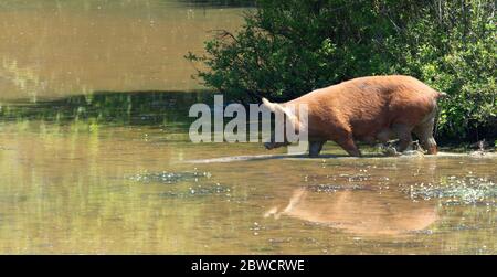 Wildsäe überquert einen Fluss Stockfoto