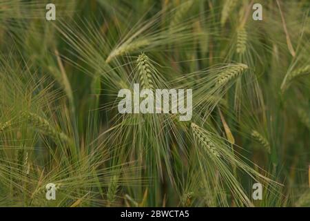 Junge grüne Roggenkörner auf dem Feld. Natürlicher Mais wächst auf Stockfoto