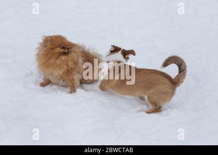 Pommersche spitz Welpe und Mehrzüchter Hund Welpen spielen auf einem weißen Schnee im Winterpark. Haustiere. Stockfoto