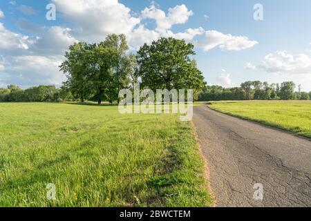 Eine Gruppe von Bäumen in den Auen im Licht der Abendsonne. Eine Asphaltstraße führt durch die Wiesen. Stockfoto