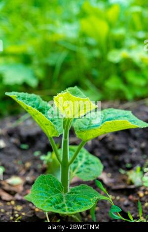 Junger grüner Paulownia Baum. Zucht von blühenden Bäumen durch einen Gärtner im industriellen Maßstab 2021. Stockfoto