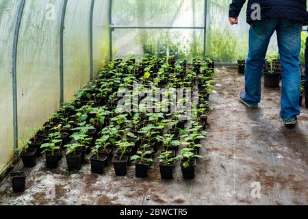 Junger grüner Paulownia Baum. Zucht von blühenden Bäumen durch einen Gärtner im industriellen Maßstab 2021. Viele Blumentöpfe im Gewächshaus des Bauern. Stockfoto