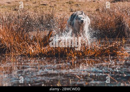 Der graue Hund der sibirischen Husky Rasse läuft sehr schnell im Wasser. Der Raubwolf jagt in freier Wildbahn nach seiner Beute 2021 Stockfoto