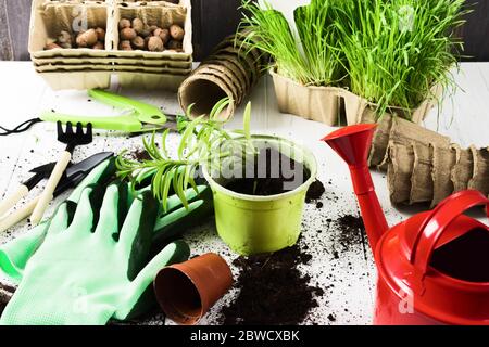 Blumentransplanting in neuen Topf. Pflanzen, Boden, Handschuhe und Gartengeräte auf Holzhintergrund Stockfoto