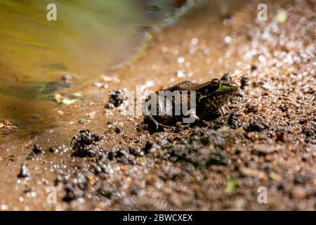 Ein amerikanischer Bullfrog liegt im Schlamm an den Ufern eines Waldbaches im Quinnipiac River State Park in North Haven, Connecticut. Stockfoto