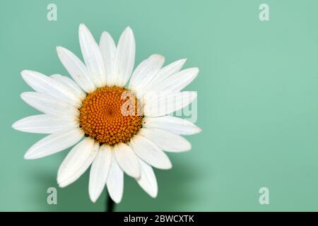 Isolierte Aufnahme einer Gänseblümchenpflanze, wissenschaftlicher Name Leucanthemum vulgare, der vor grünem Hintergrund fotografiert wird Stockfoto