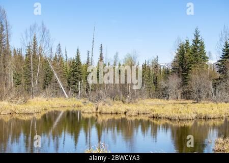Reflexion über die ruhigen Gewässer eines alaskischen Feuchtgebiets. Stockfoto