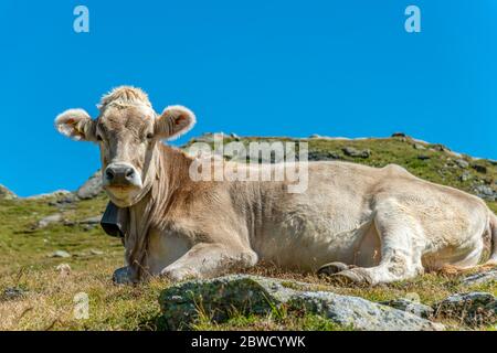 Schweizer Braunvieh Kuh auf einer Wiese in Graubünden, Schweiz Stockfoto