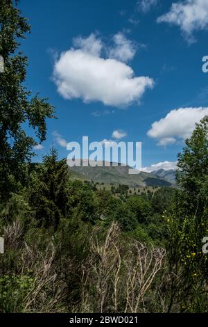 Die Blütezeit der Narzissen in den italienischen alpen Stockfoto