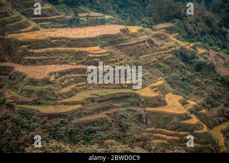 Die Banaue Reisterrassen auf den Philippinen Stockfoto