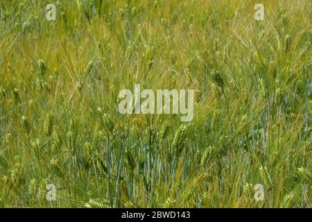 Ein Feld von bärtiger Gerste. Es ist ein Mitglied der Grassfamilie, ist ein wichtiger Getreidekorn in gemäßigten Klimazonen weltweit angebaut Stockfoto